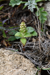 Orostachys maximowiczii
