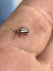 Disonycha leptolineata