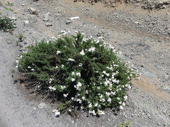 Heliotropium taltalense