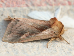 Bellura densa