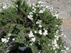 Heliotropium taltalense