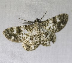 Thallogama corticola