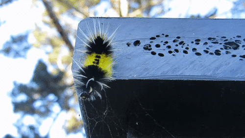 Spotted Tussock Moth photo 4