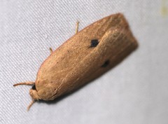 Euprionocera geminipuncta