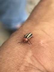 Disonycha leptolineata