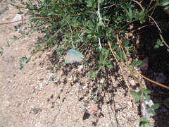 Callophrys