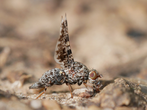 Peacock Fly photo 3
