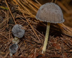 Mycena griseoviridis
