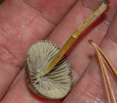 Mycena griseoviridis