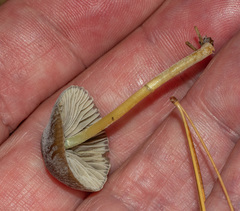 Mycena griseoviridis