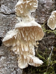 Irpiciporus