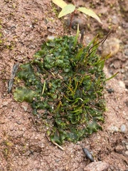 Phaeoceros carolinianus