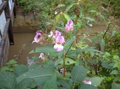 Impatiens glandulifera