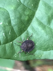 Discocephalinae