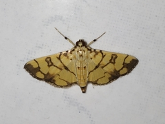Pardomima