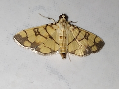 Pardomima