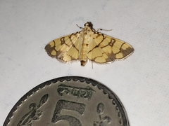 Pardomima