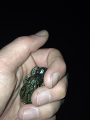 Pseudacris streckeri