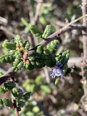 Ceanothus impressus impressus