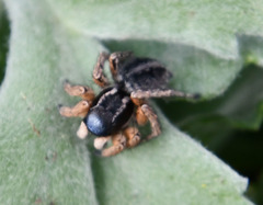 Asianellus