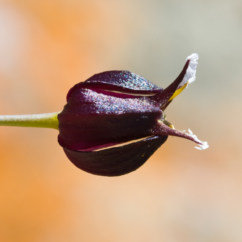 Streptanthus glandulosus ssp. niger