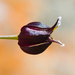 Streptanthus glandulosus niger - Photo (c) Ken-ichi Ueda, alguns direitos reservados (CC BY)