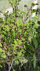 Arctostaphylos hookeri hookeri
