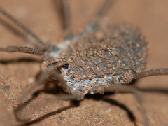Ortholasma rugosum
