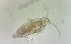 Neocopepoda