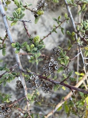 Ceanothus impressus