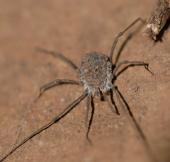 Ortholasma rugosum
