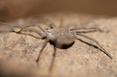 Ortholasma rugosum