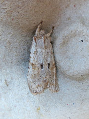 Lithophane patefacta