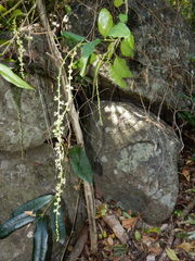 Monococcus echinophorus