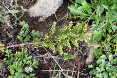 Artemisia littoricola