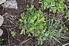 Artemisia littoricola