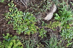 Artemisia littoricola