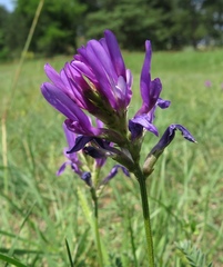 Astragalus onobrychis