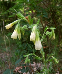 Onosma arenaria