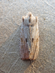 Lithophane patefacta