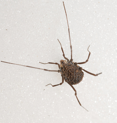 Ortholasma rugosum