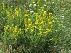 Chamaecytisus austriacus