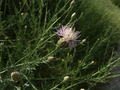 Centaurea arenaria