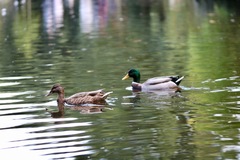 Anas platyrhynchos