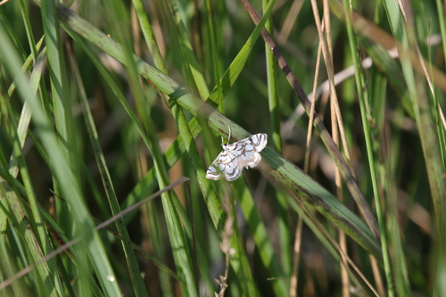 Beautiful China-mark, 7991 Dwingeloo, Nederland, photo 10 of 10