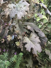 Macleaya