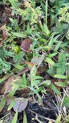 Emilia sonchifolia