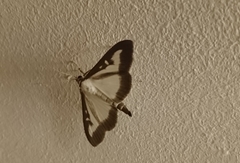 Cydalima perspectalis