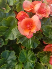 Begonia × hiemalis