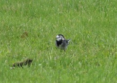 Motacilla alba